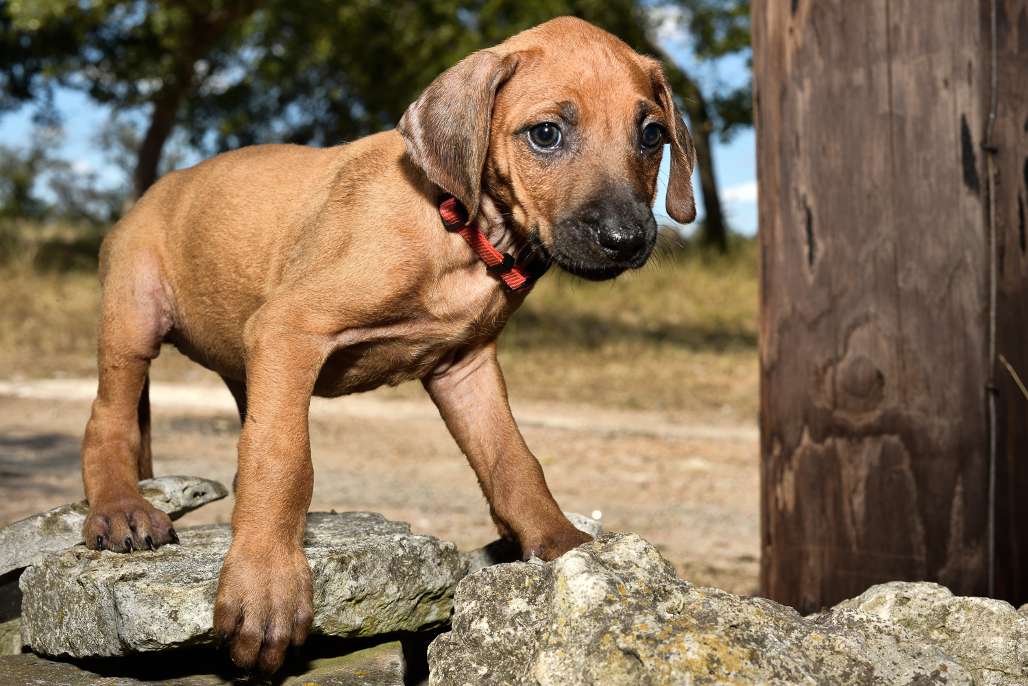 rhodesian ridgeback puppy 2