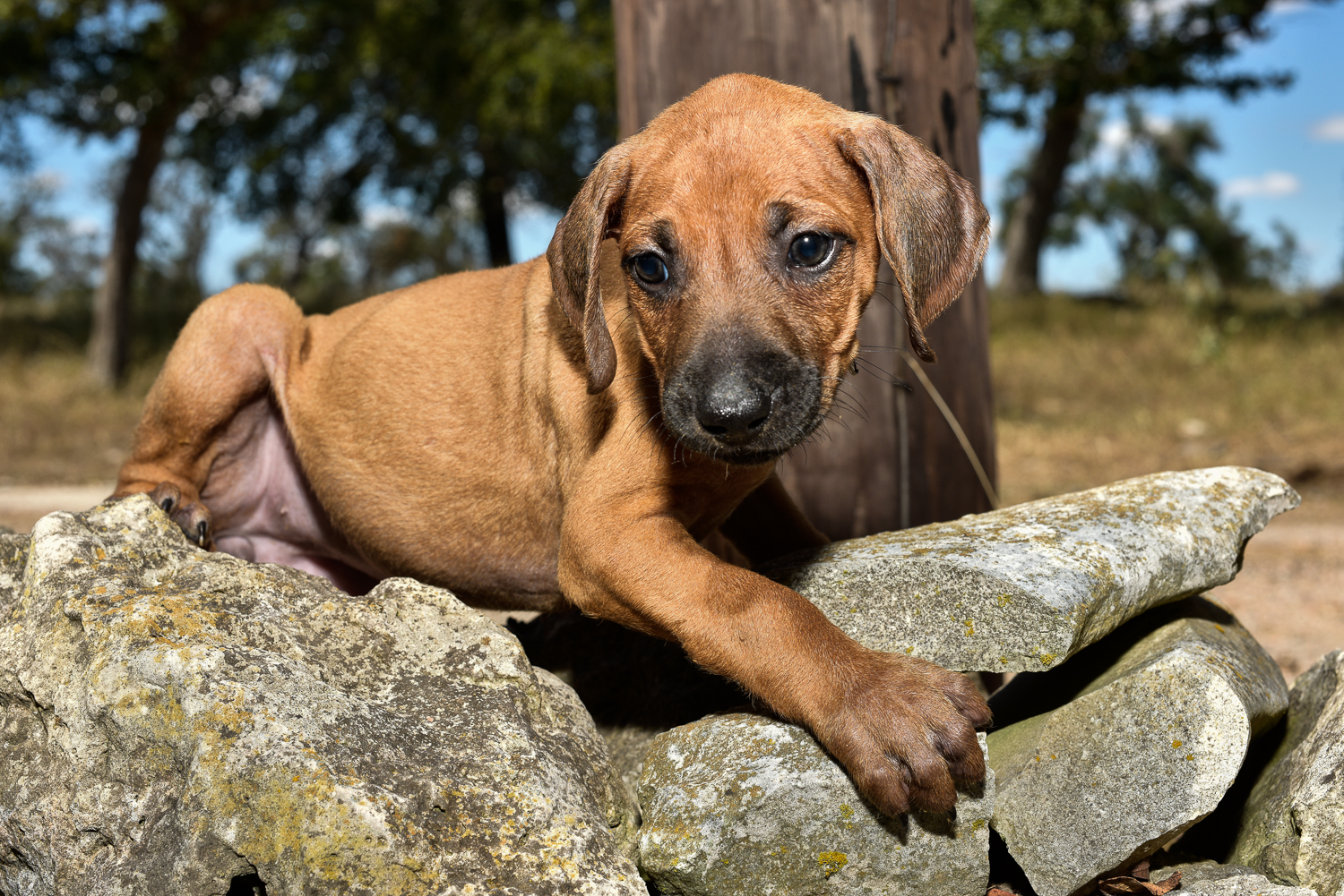 rhodesian ridgeback puppy 3