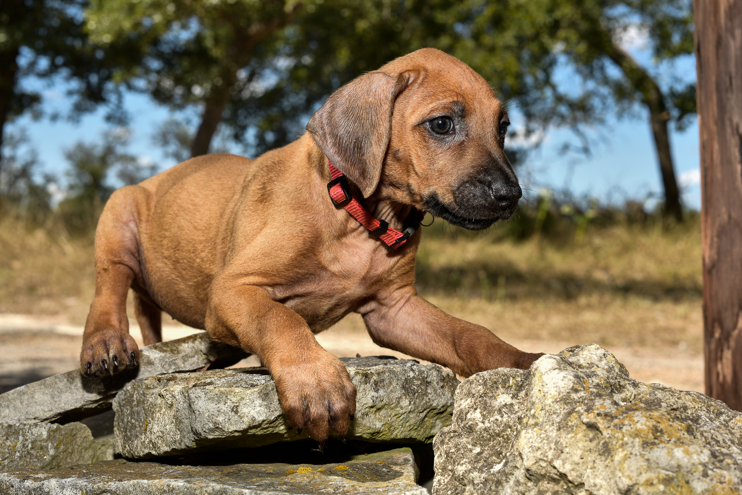 rhodesian ridgeback puppy 4