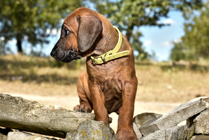 rhodesian ridgeback female puppy litter for sale austin texas 3