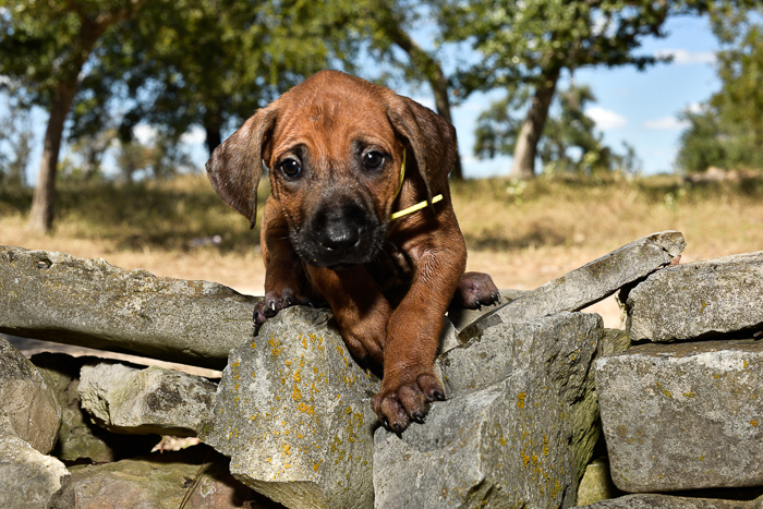 rhodesian ridgeback female puppy litter for sale austin texas 4