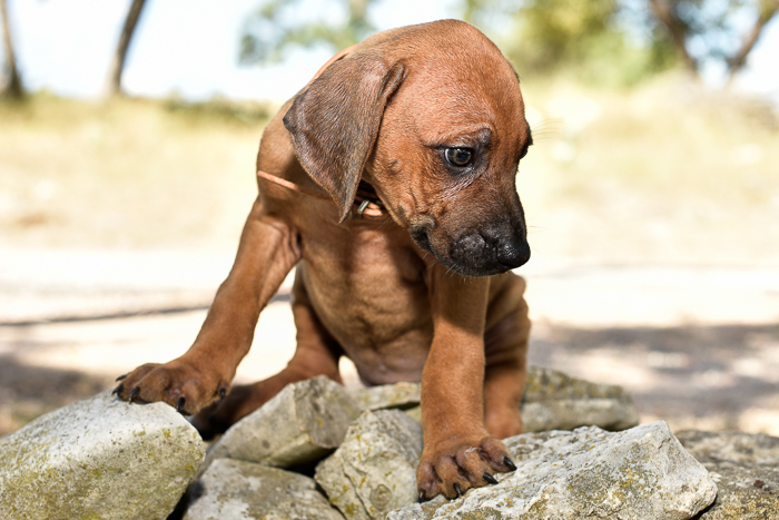 rhodesian ridgeback female puppy litter for sale austin texas puppy litter 1
