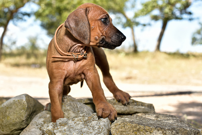 rhodesian ridgeback female puppy litter for sale austin texas puppy litter 4