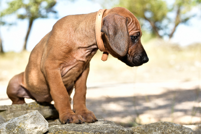 rhodesian ridgeback female puppy litter for sale austin texas puppy litter