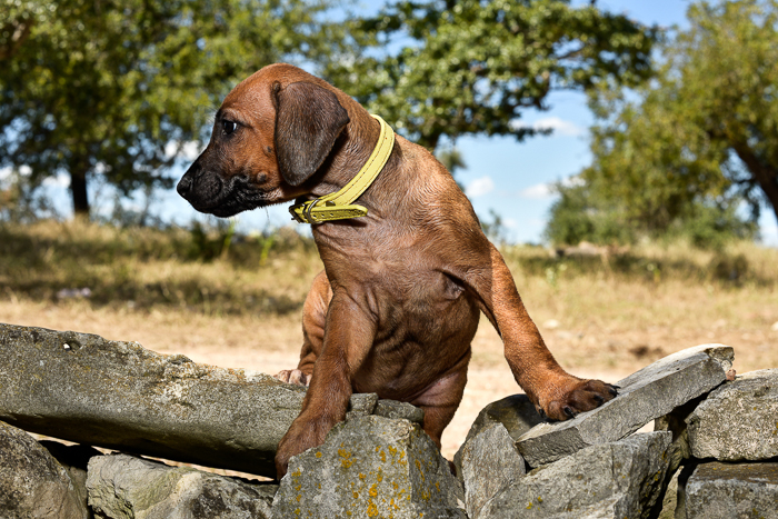 rhodesian ridgeback female puppy litter for sale austin texas