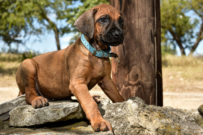 rhodesian ridgeback male puppy litter for sale austin texas 3