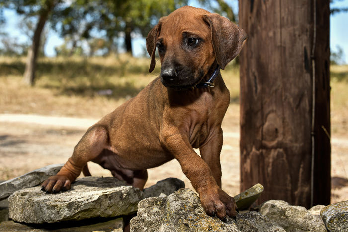 rhodesian ridgeback puppy litter for sale texas 2