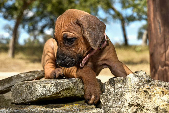 rhodesian ridgeback pups for sale texas 3