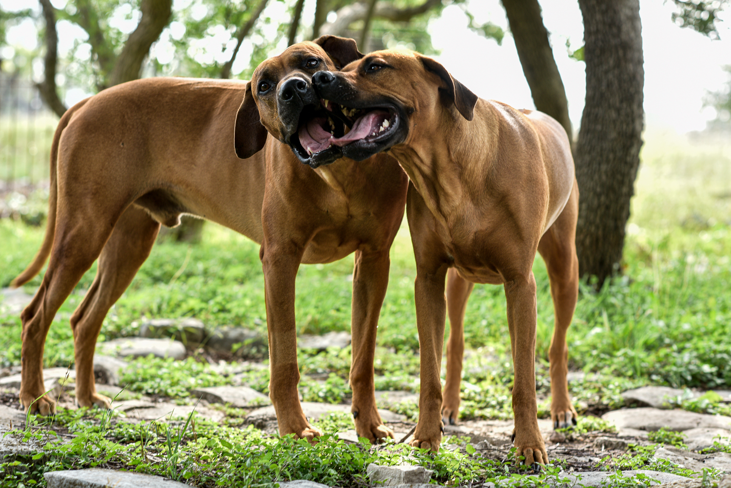 rhodesian ridgebacks puppies for sale 1