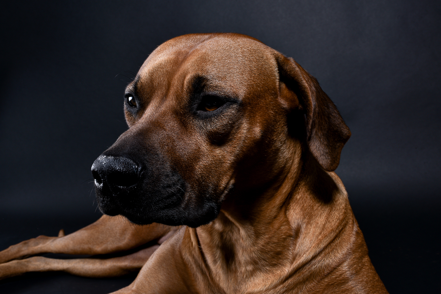 rhodesian ridgebacks puppies for sale 10