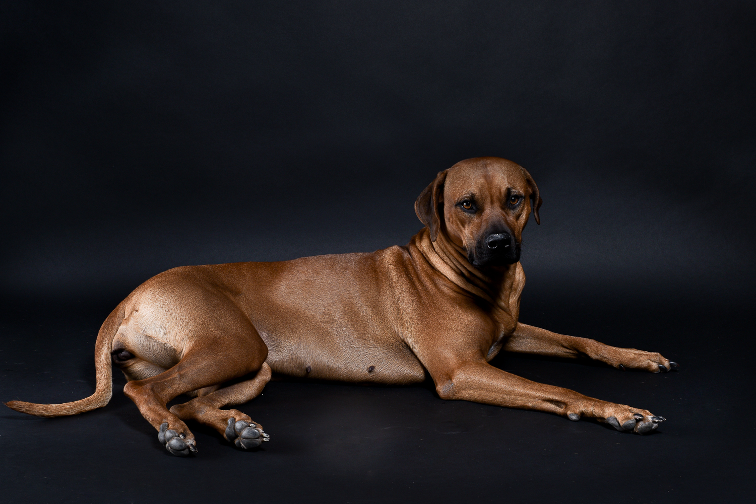 rhodesian ridgebacks puppies for sale 12