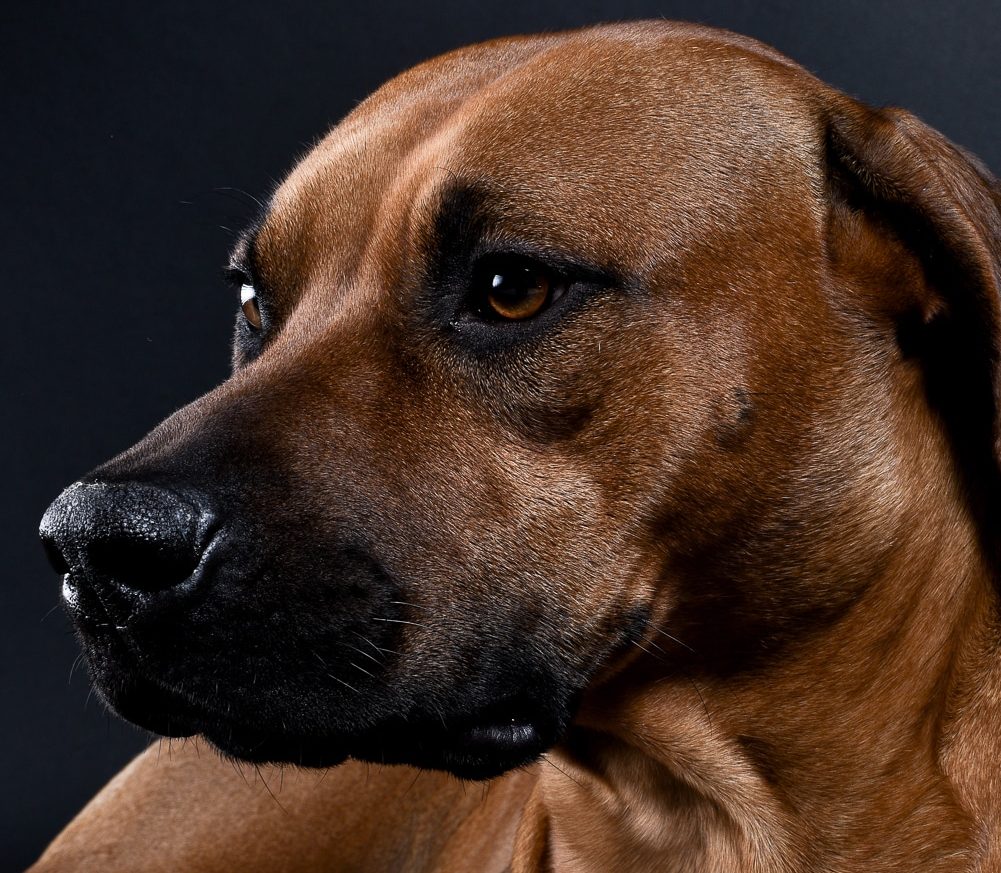 rhodesian ridgebacks puppies for sale 15