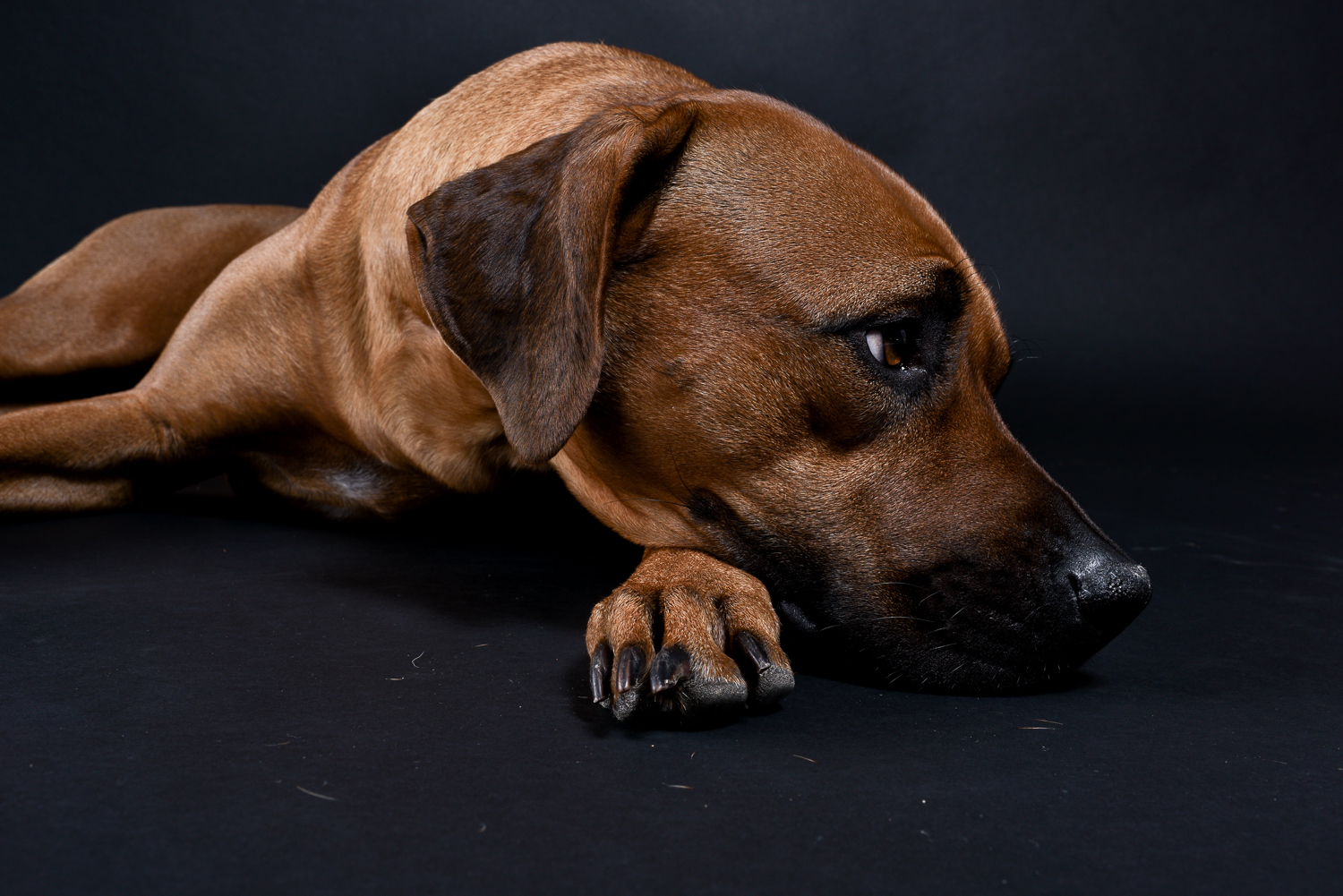rhodesian ridgebacks puppies for sale 16