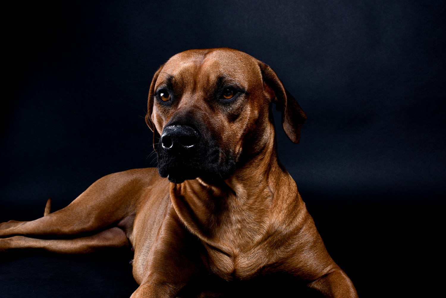 rhodesian ridgebacks puppies for sale 17