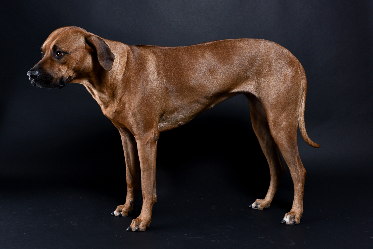 rhodesian ridgebacks puppies for sale 18