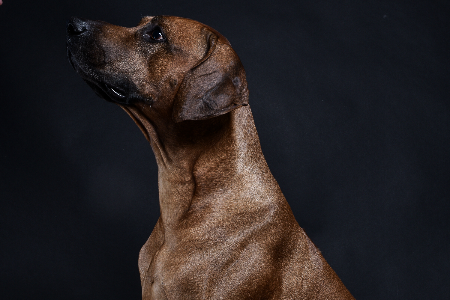 rhodesian ridgebacks puppies for sale 19