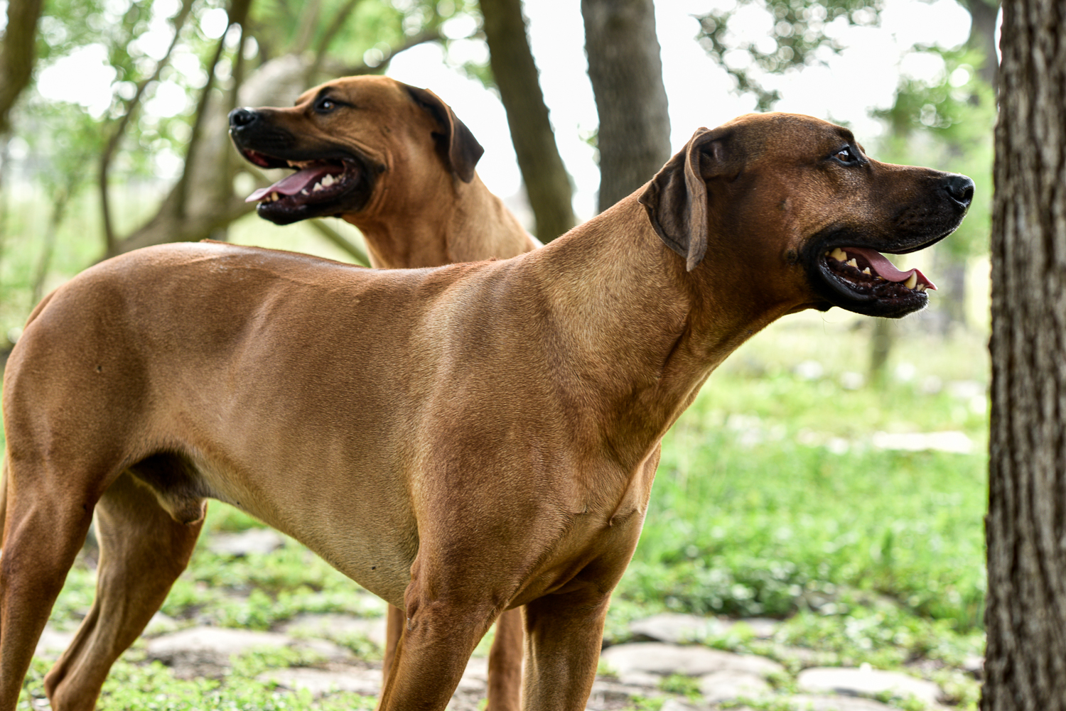 rhodesian ridgebacks puppies for sale 2