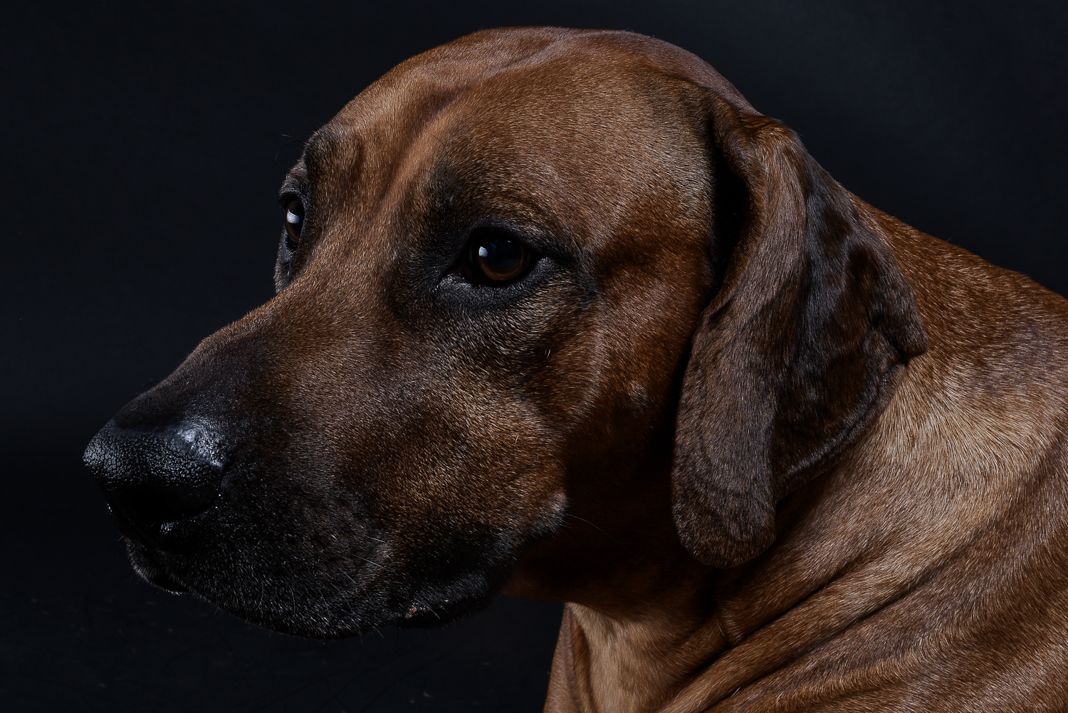 rhodesian ridgebacks puppies for sale 20 rhodesian ridgebacks puppies for sale 20
