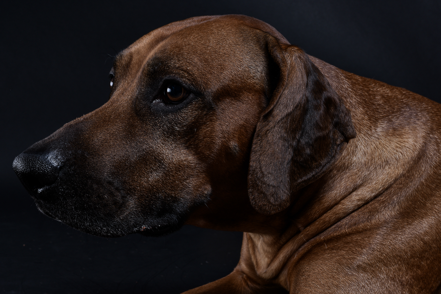 rhodesian ridgebacks puppies for sale 21
