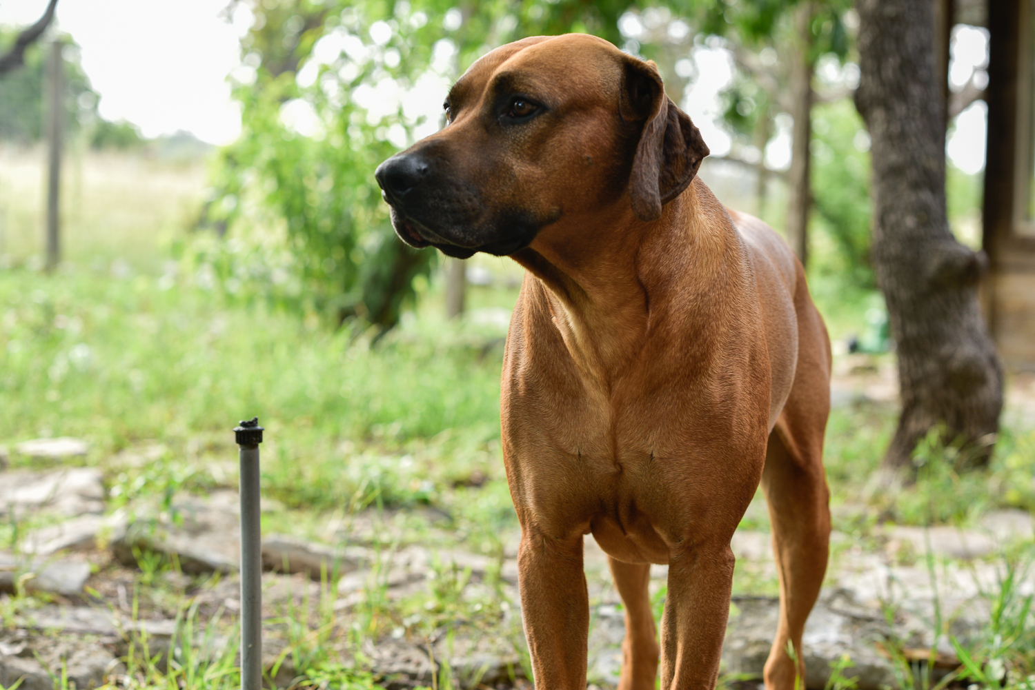 rhodesian ridgebacks puppies for sale 4