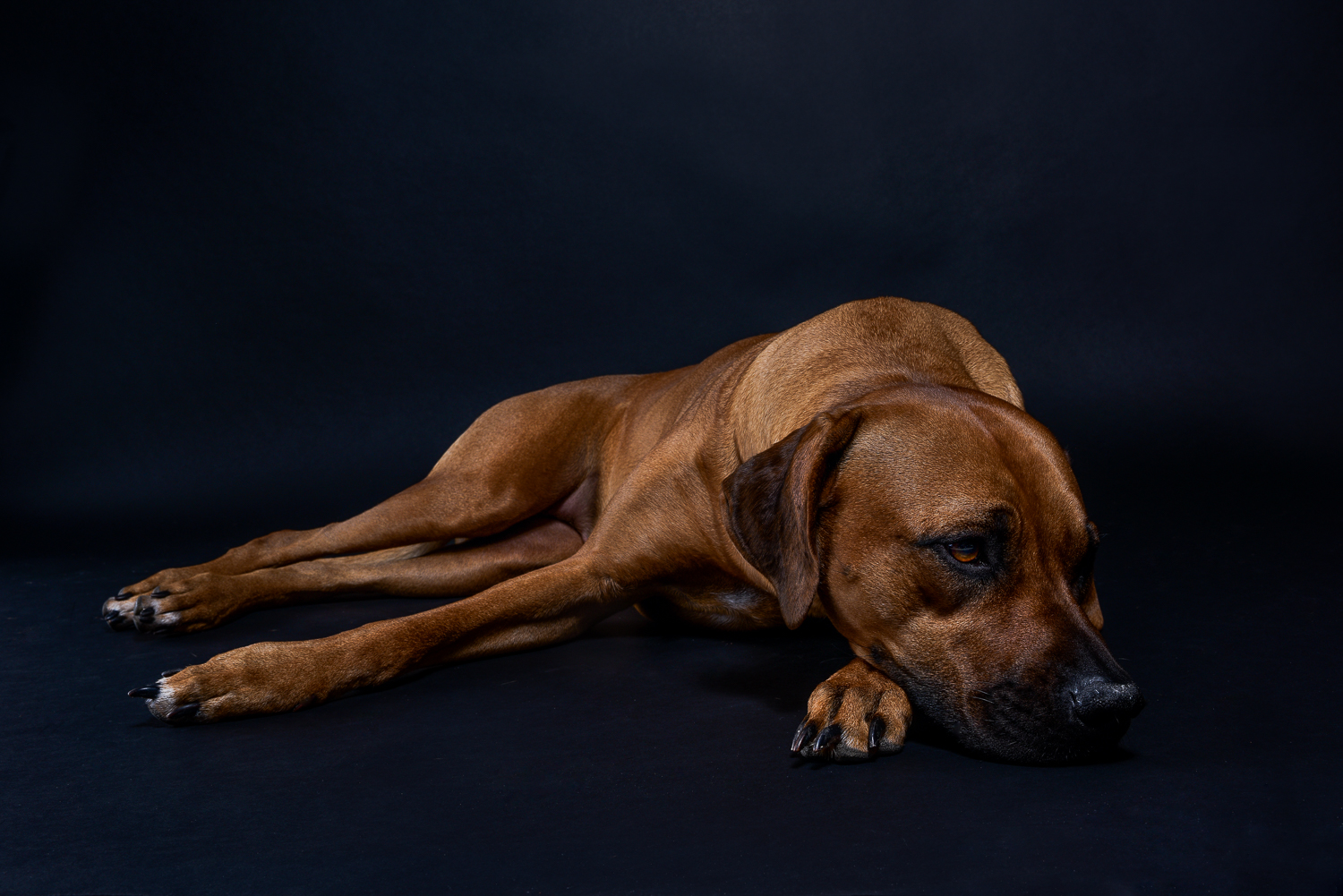 rhodesian ridgebacks puppies for sale 8