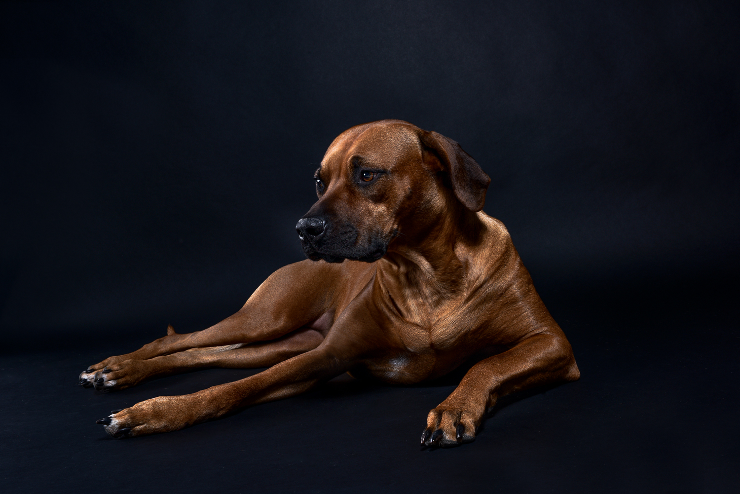 rhodesian ridgebacks puppies for sale 9
