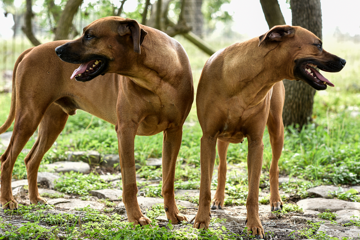 rhodesian ridgebacks puppies for sale
