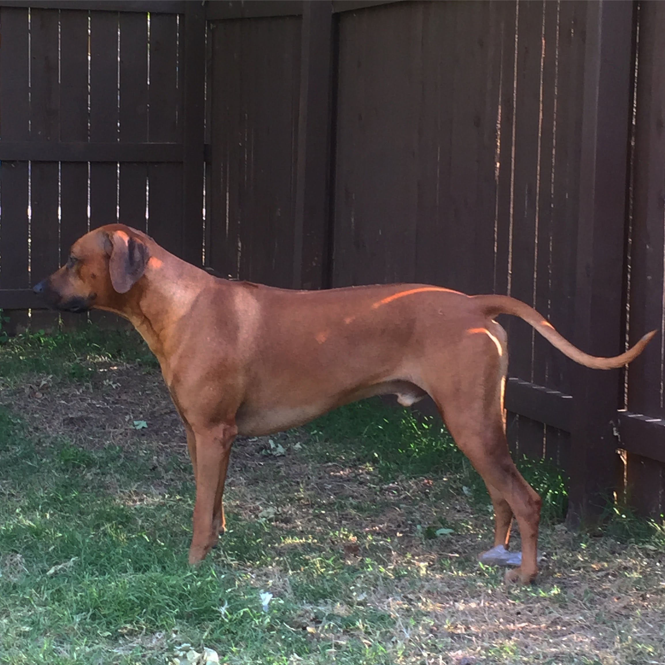 maverik 2 year od rhodesian ridgeback maverik 2 year od rhodesian ridgeback