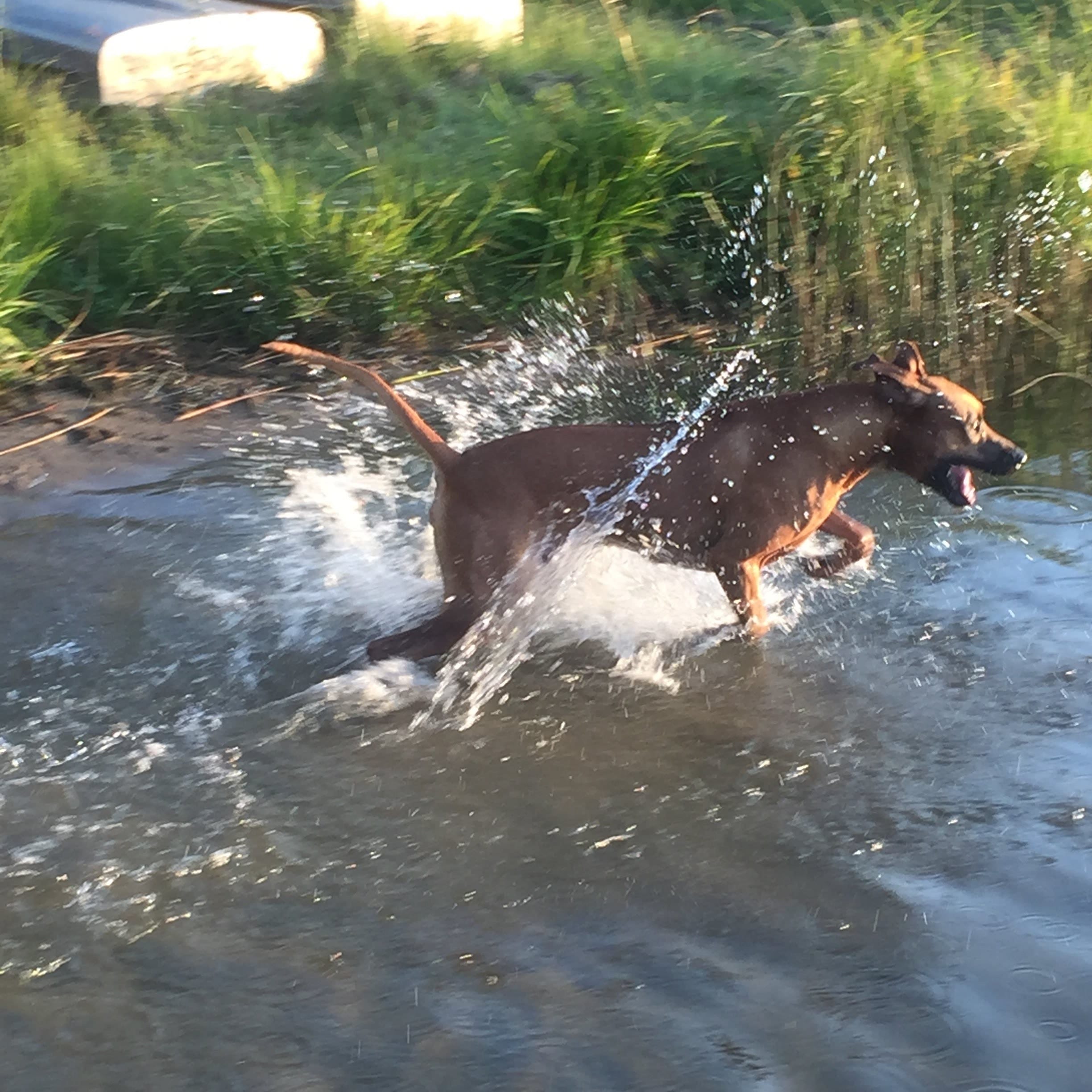 maverik pure bred rhodesian ridgeback maverik pure bred rhodesian ridgeback