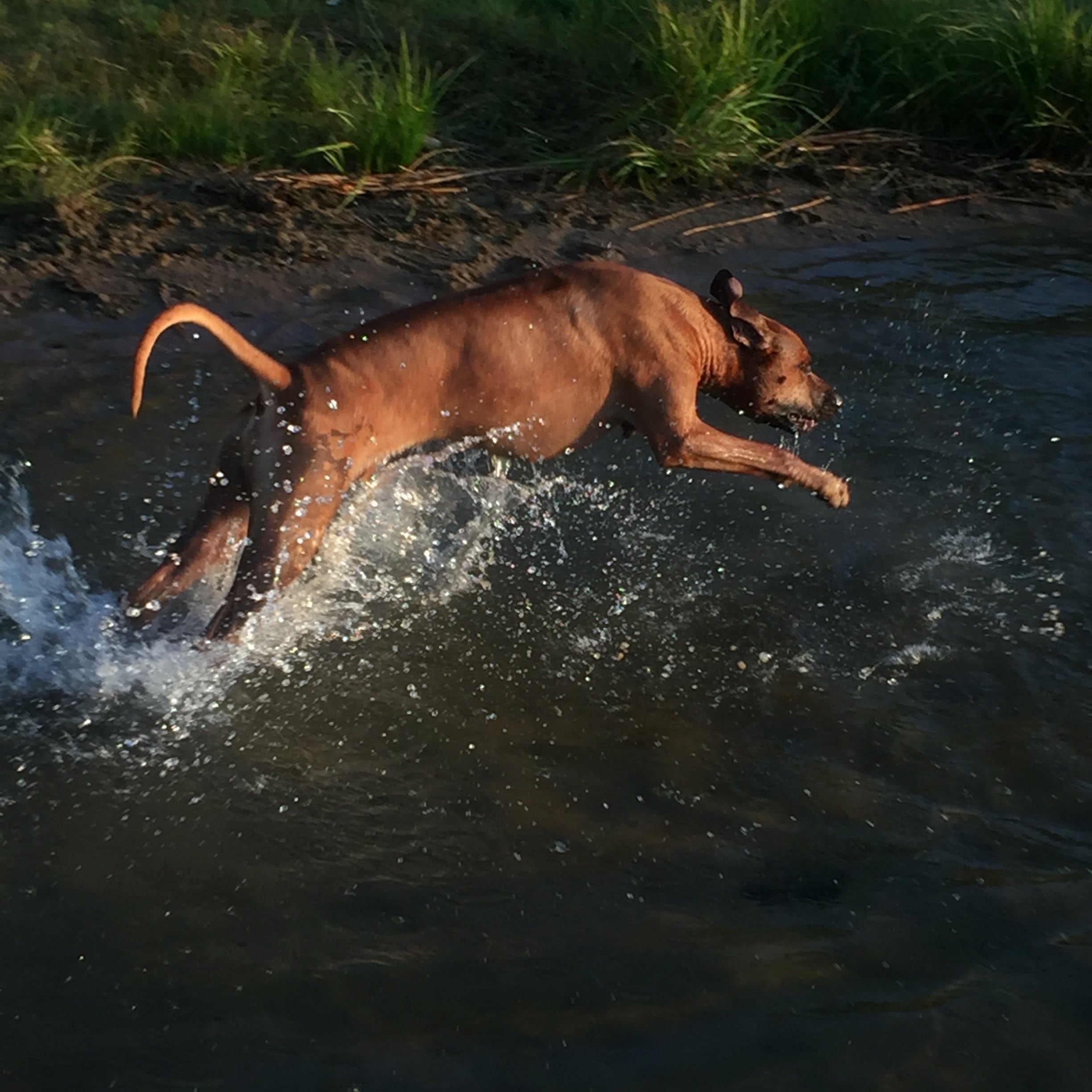 purebred rhodesian ridgeback breeder purebred rhodesian ridgeback breeder