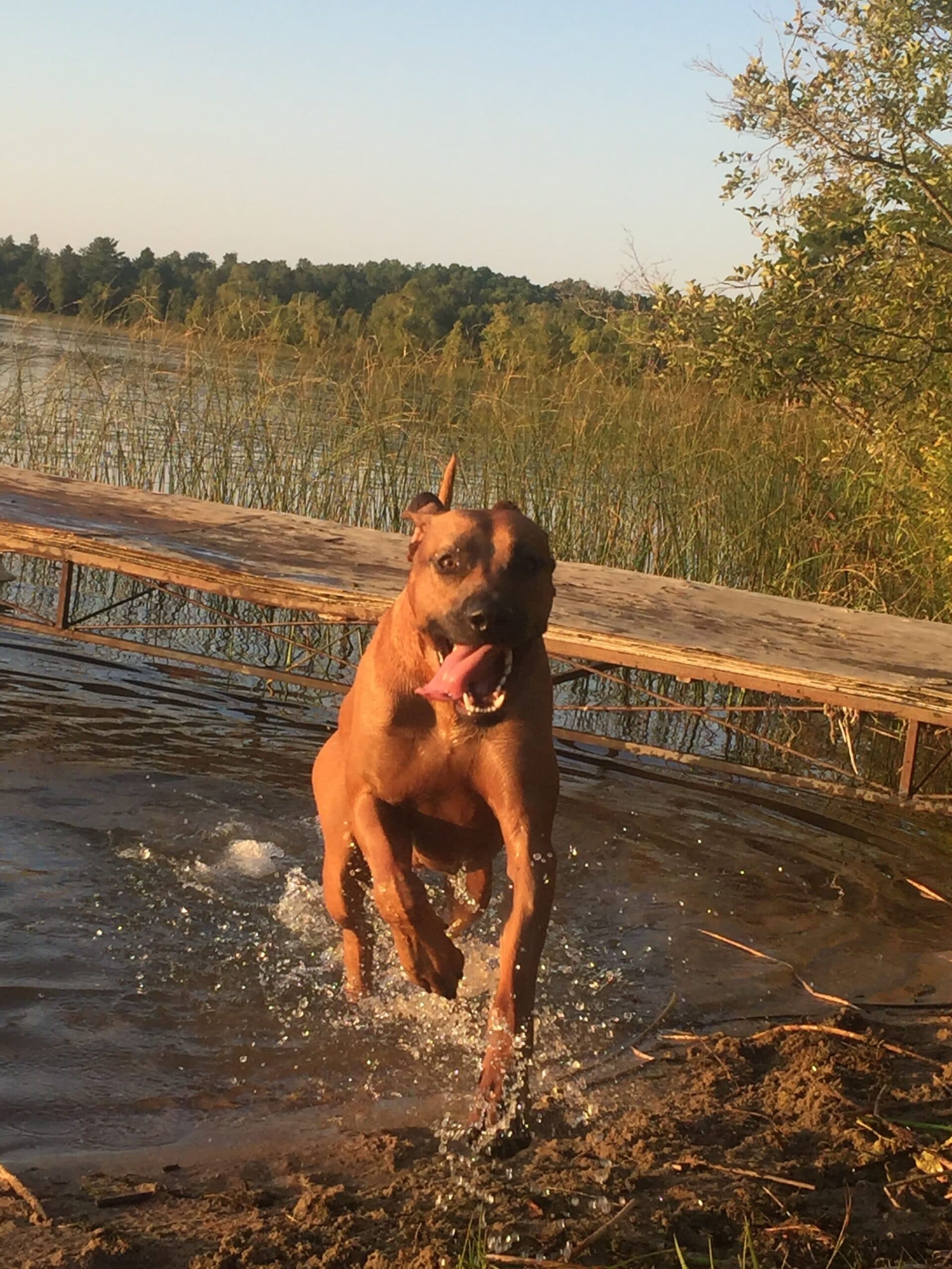 ridgeback breeder in texas buy rhodesian ridgeback puppies ridgeback breeder in texas buy rhodesian ridgeback puppies