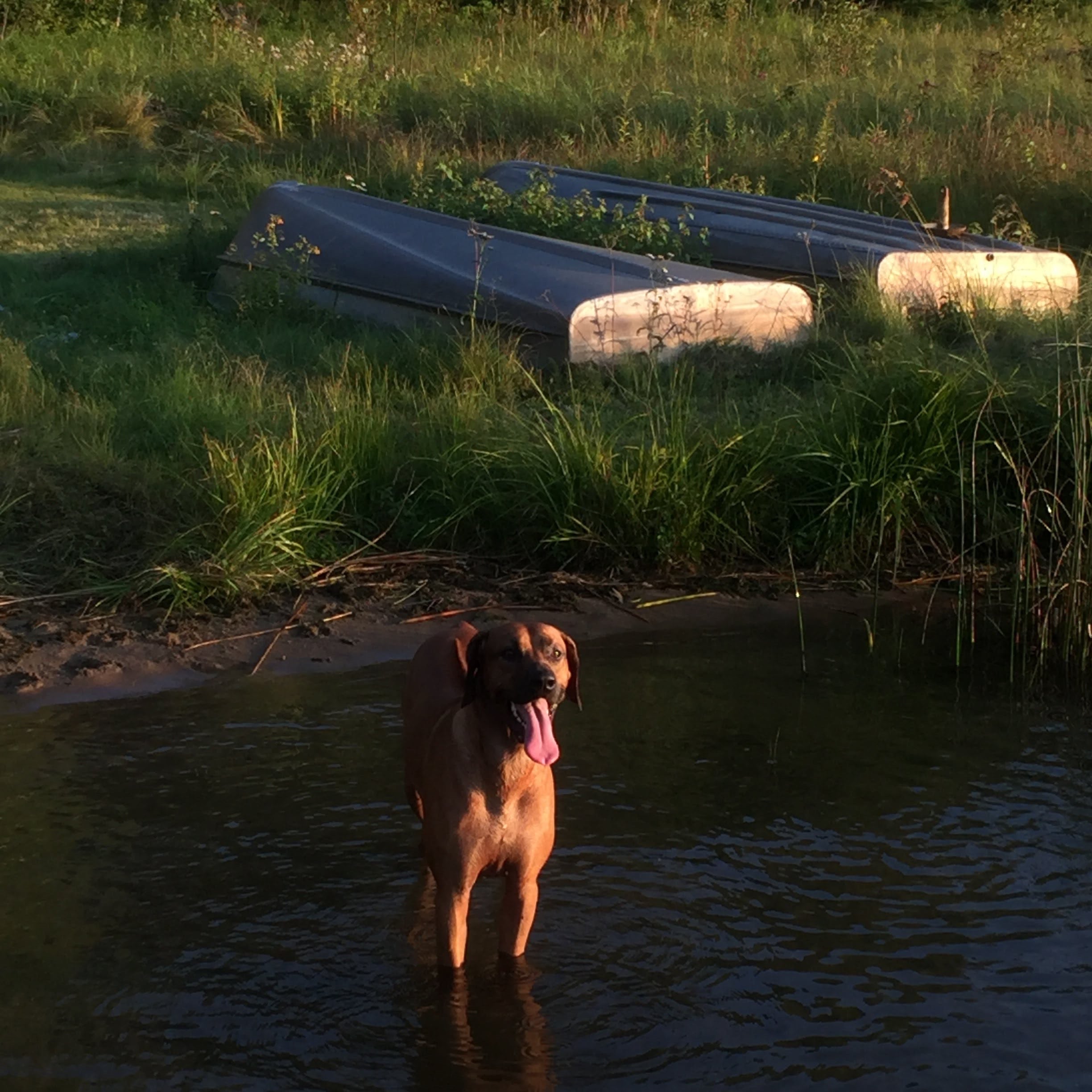 ridgeback dog ridgeback dog
