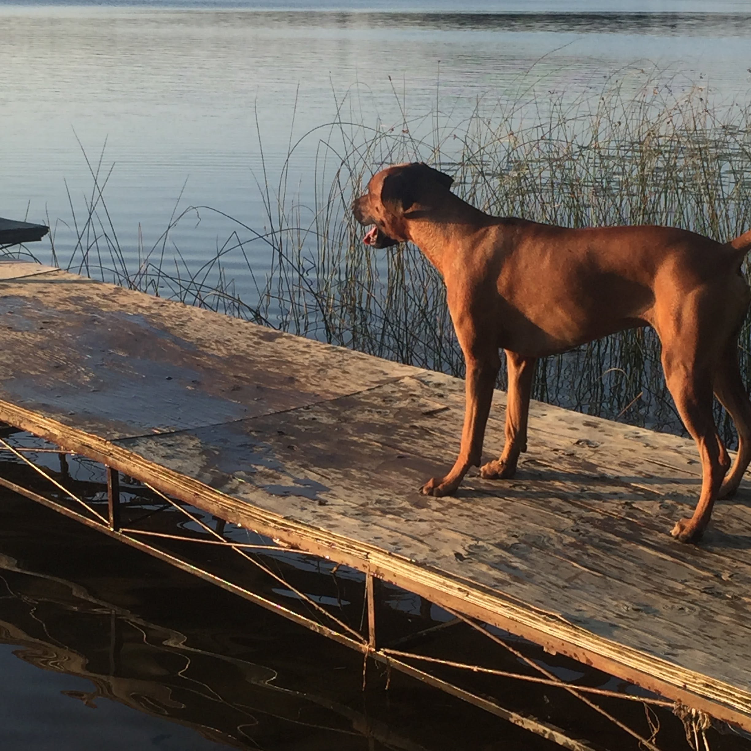 ridgeback on a dock ridgeback on a dock