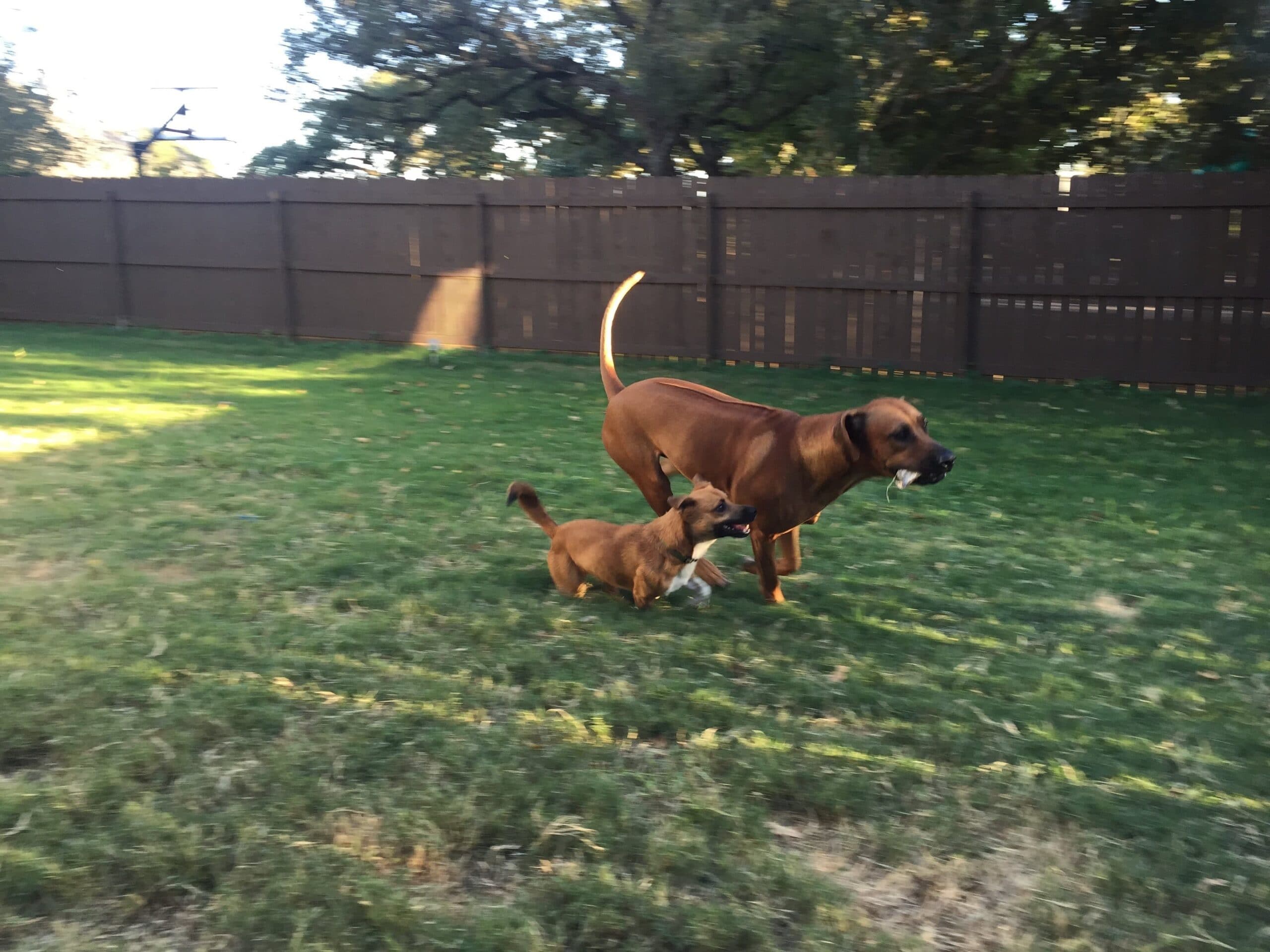 ridgeback playing in backyard ridgeback playing in backyard
