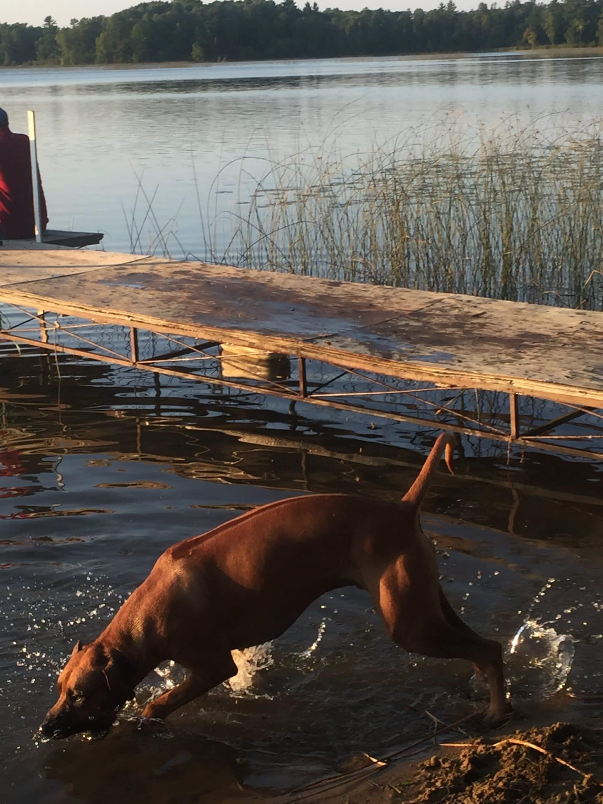 ridgebacks in water ridgebacks in water