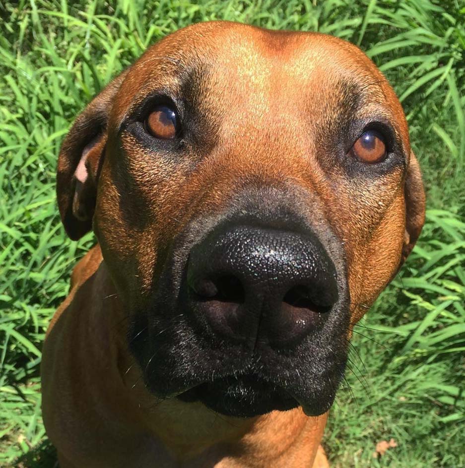 rhodesian-ridgeback-breeder-fredericksburg-harper-san-antonio rhodesian-ridgeback-breeder-fredericksburg-harper-san-antonio