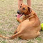 rhodesian-ridgeback-breeder-texas-hillcountry