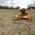 rhodesian-ridgeback-breeders-in-texas-hillcountry