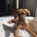 rhodesian ridgeback dog for sale albert texas