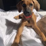 rhodesian ridgeback dog for sale blanco texas