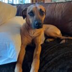 rhodesian ridgeback dog for sale fredericksburg texas