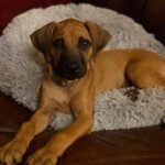 rhodesian ridgeback dog for sale harper texas