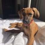 rhodesian ridgeback dog for sale horseshoe bay texas