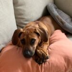 rhodesian ridgeback dog for sale hunt texas