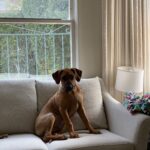 rhodesian ridgeback dog for sale johnson city texas