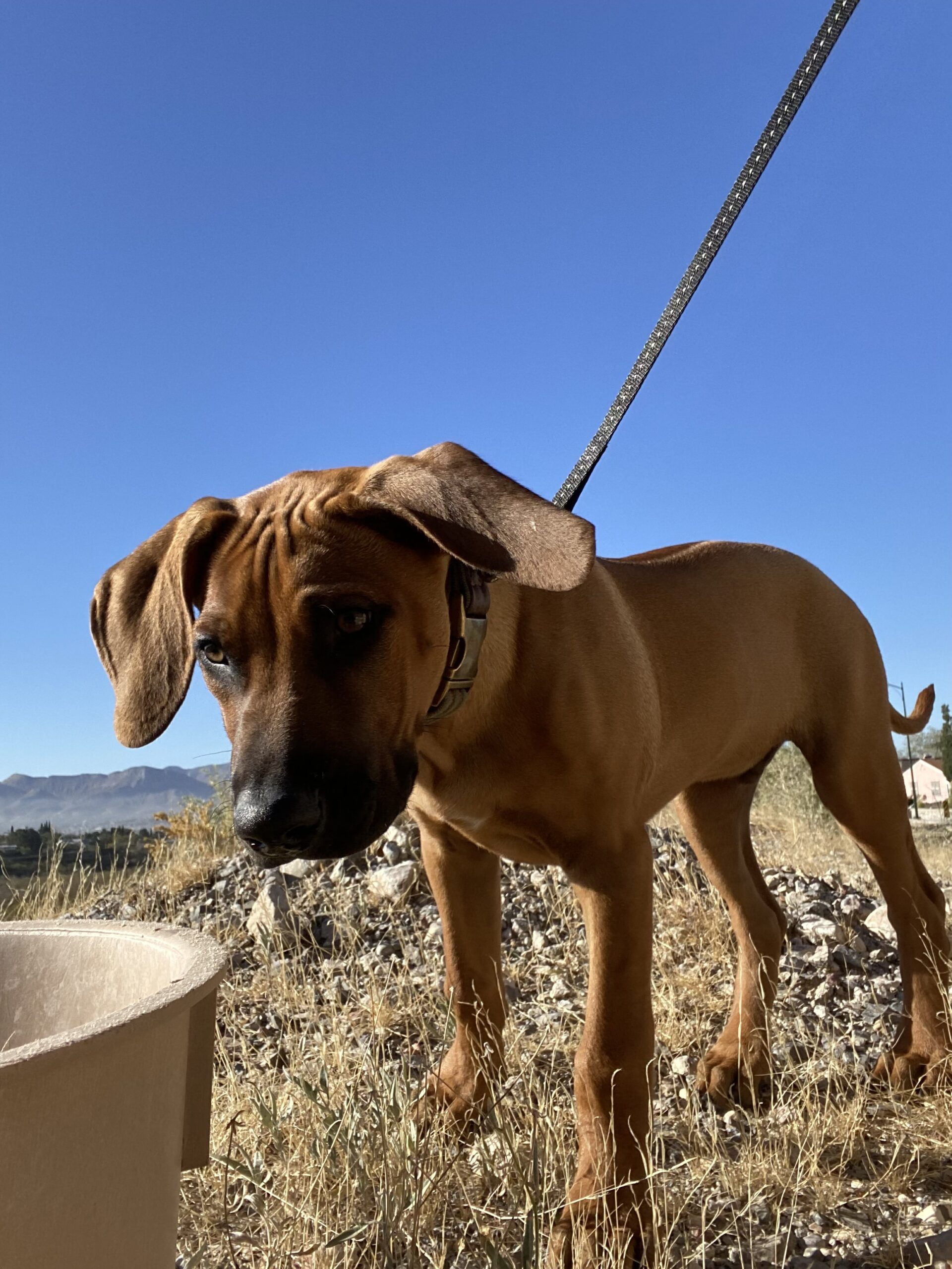 rhodesian-ridgeback-dog-for-sale-junction-texas rhodesian ridgeback dog for sale junction texas