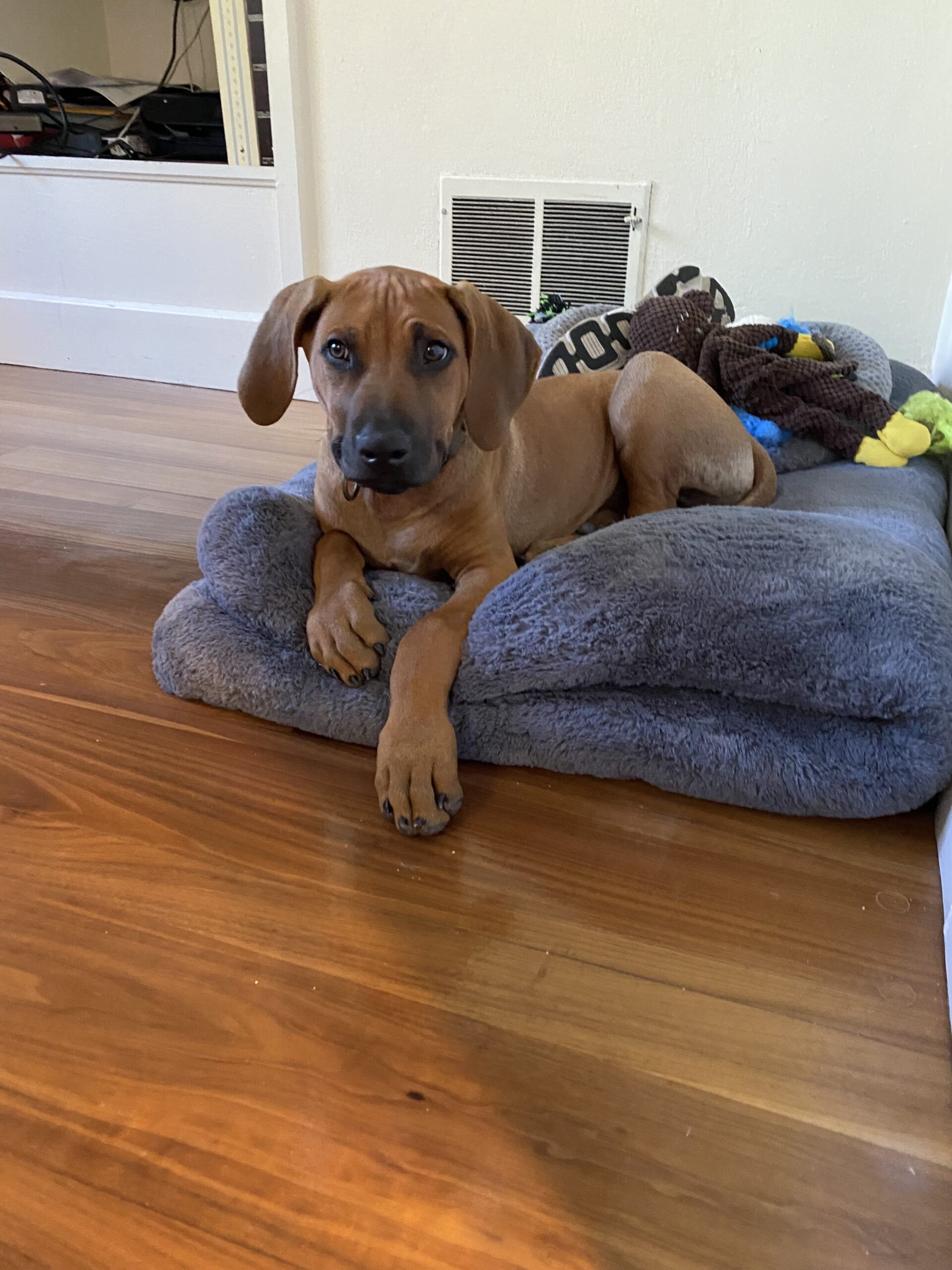 rhodesian-ridgeback-dog-for-sale-llano-texas rhodesian ridgeback dog for sale llano texas