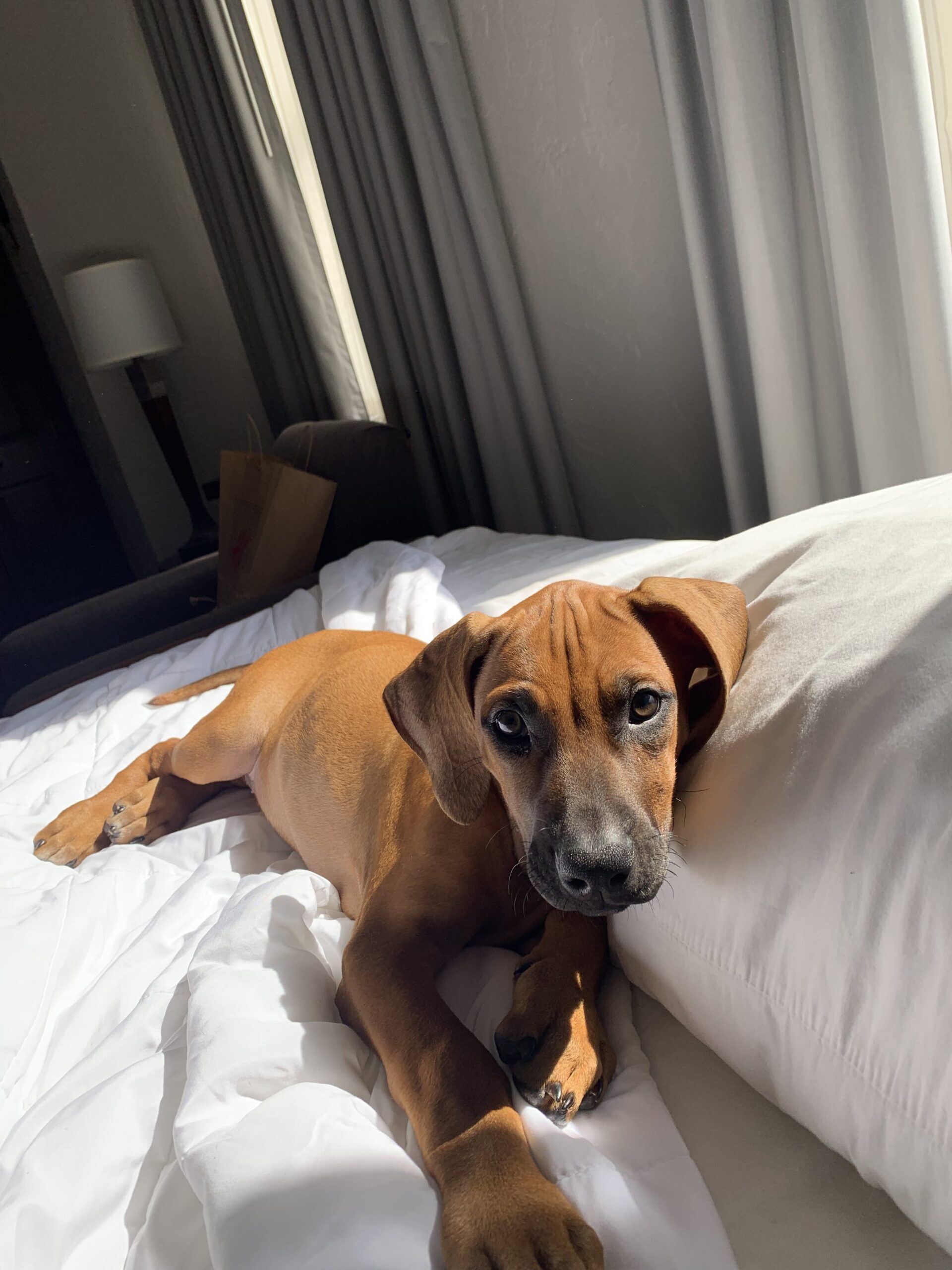 rhodesian-ridgeback-dog-for-sale-mason-texas rhodesian ridgeback dog for sale mason texas