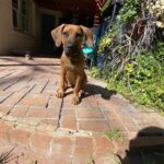 rhodesian ridgeback dog for sale new braunfels texas