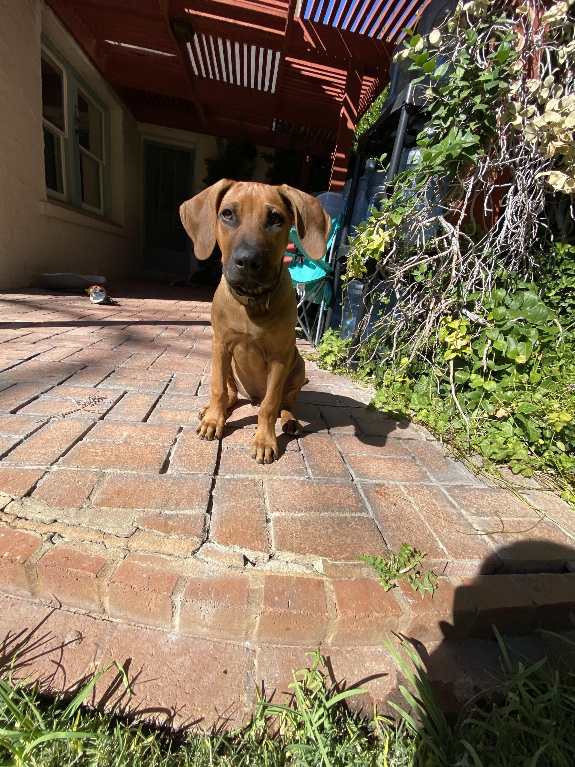 rhodesian-ridgeback-dog-for-sale-new-braunfels-texas rhodesian ridgeback dog for sale new braunfels texas